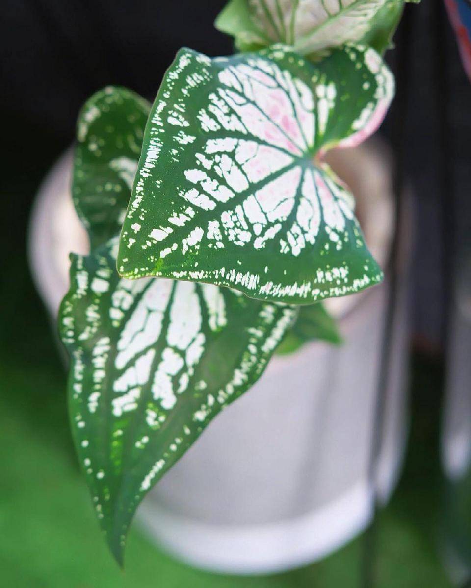 Instagram.com/nadinelist