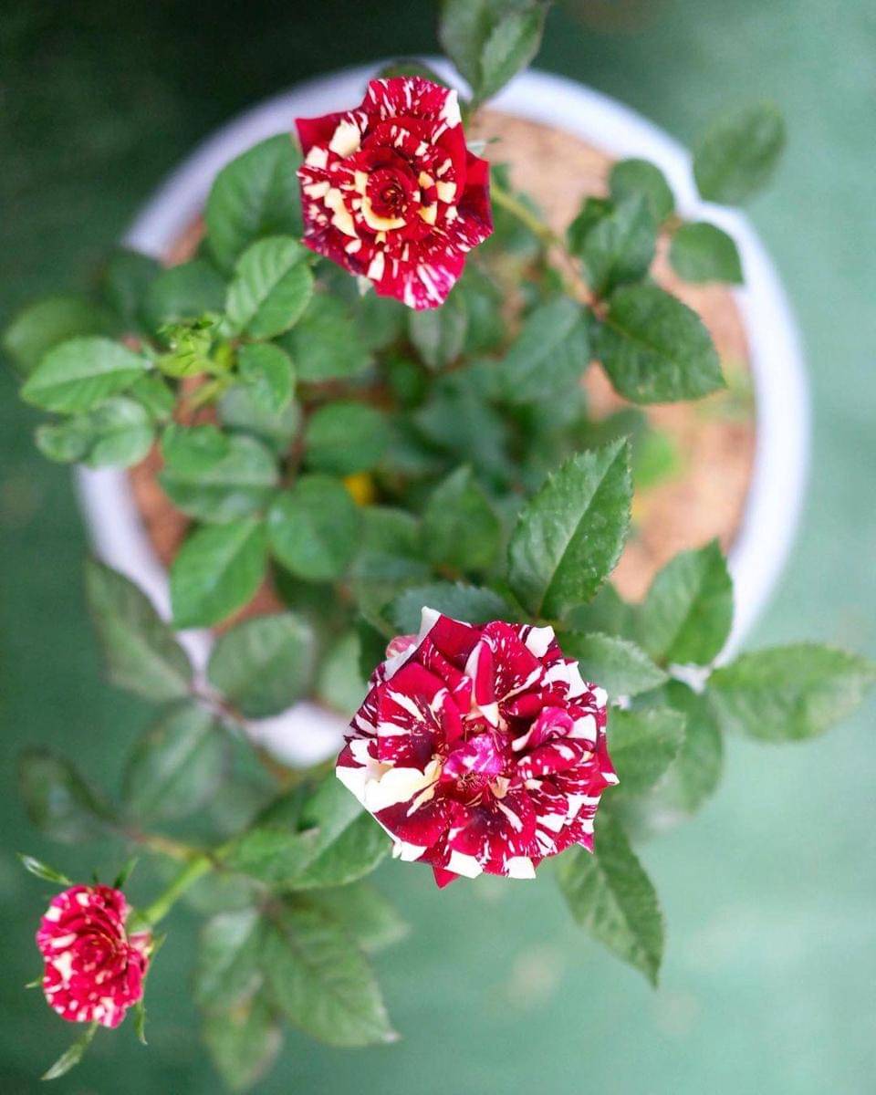 Instagram.com/nadinelist