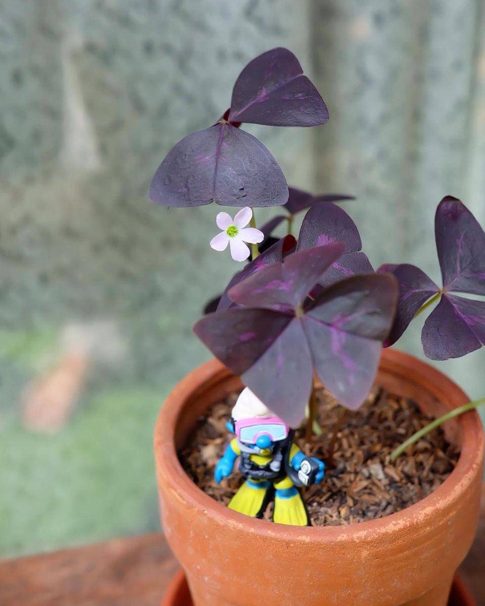 Instagram.com/nadinelist