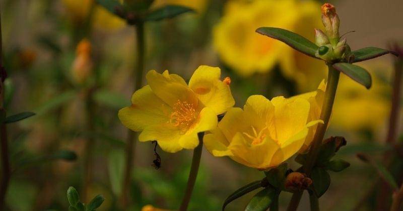 Pixabay/ignartonosbg