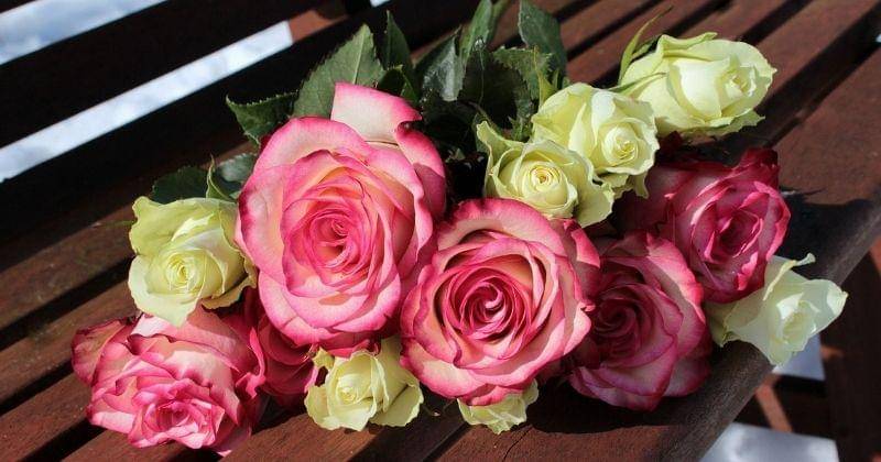 Pixabay/Myriams-Fotos