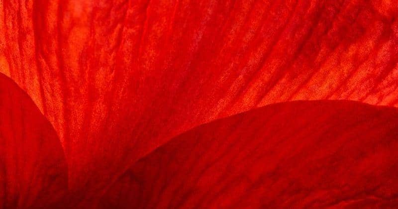 Unsplash/Wolfgang_hasselmann