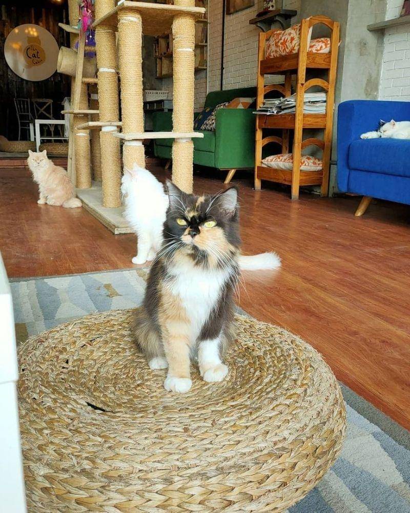 Instagram.com/thecatcabinjakarta