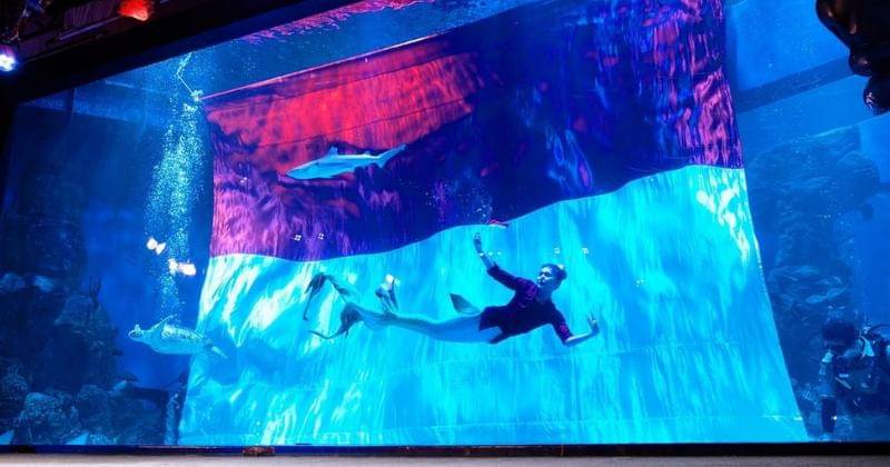 Instagram.com/jakartaaquarium