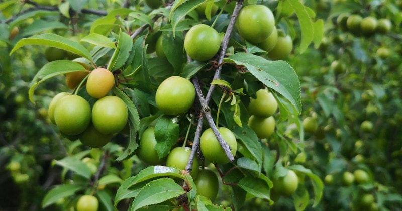 Pexels/ Mudrik H. Amin