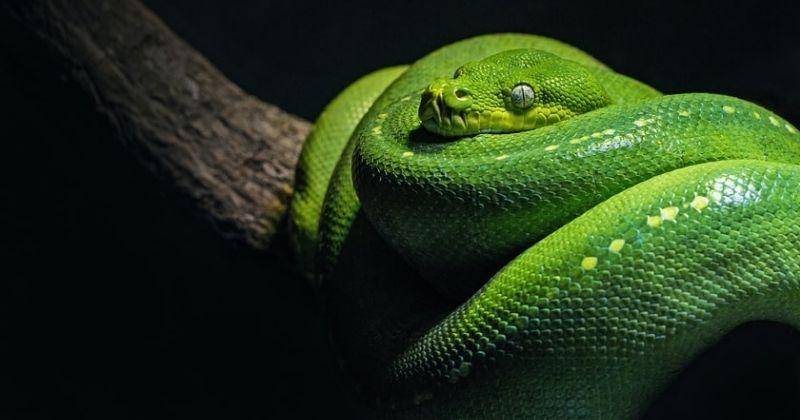 7 Cara Mencegah Ular Masuk ke Rumah