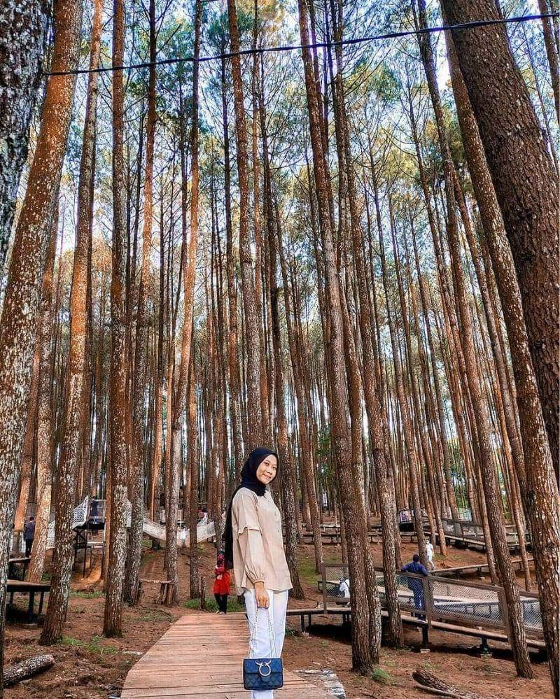 Instagram.com/hutanpinusmangunan