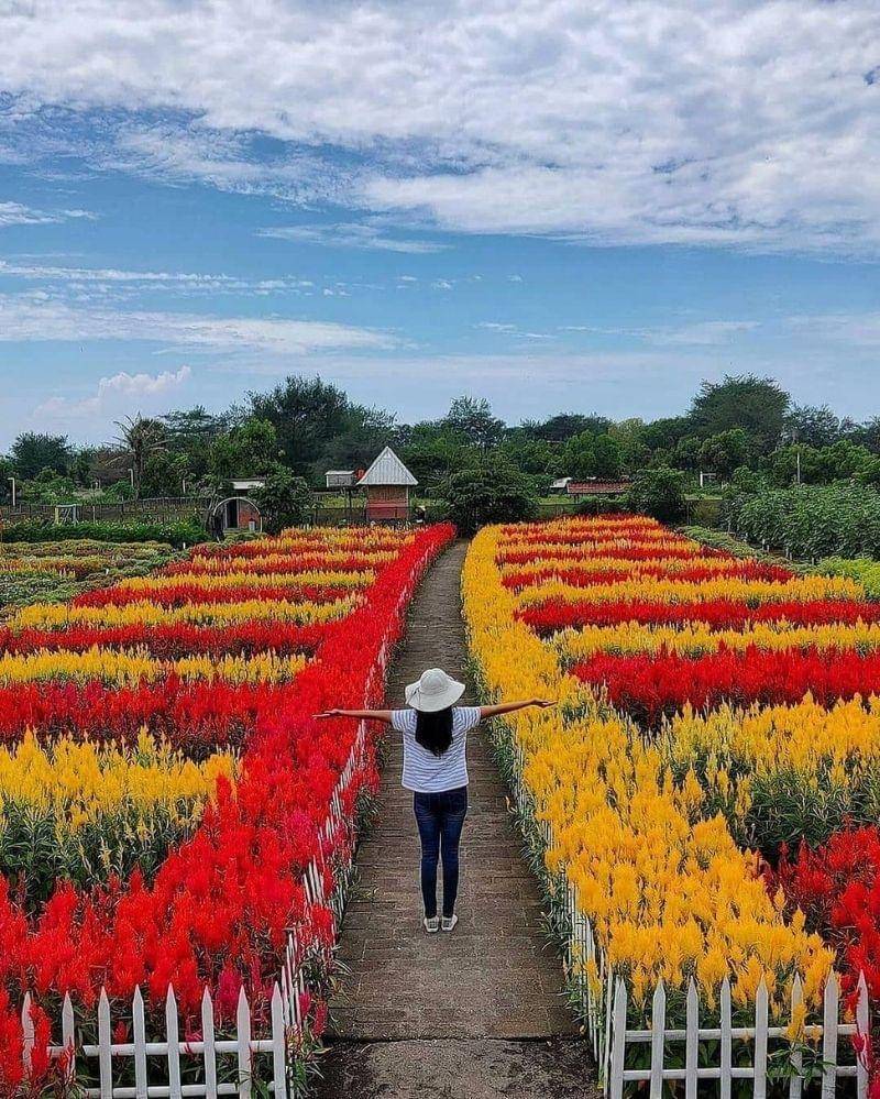 Instagram.com/jogjajatenghits_