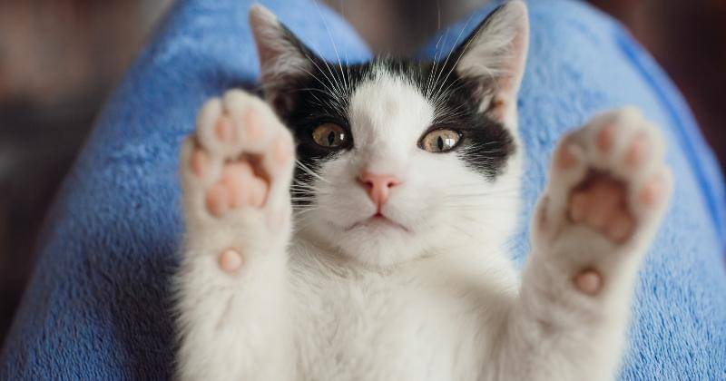 Freepik/freepic.diller