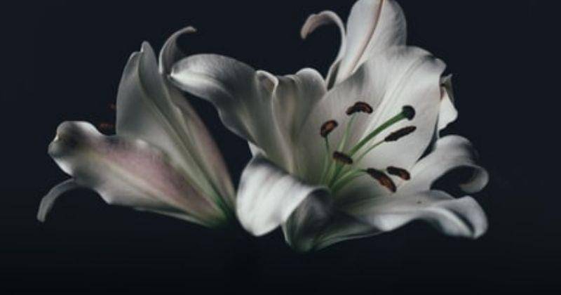 Unsplash/Anniespratt