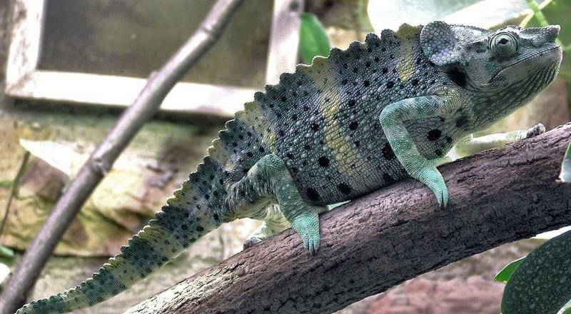 Wikimedia/Adrian Pingston