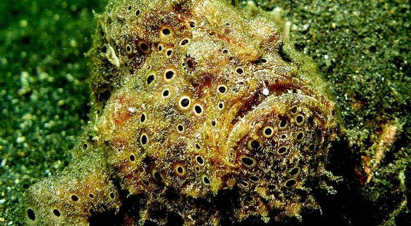 Wikimedia/Steve Childs