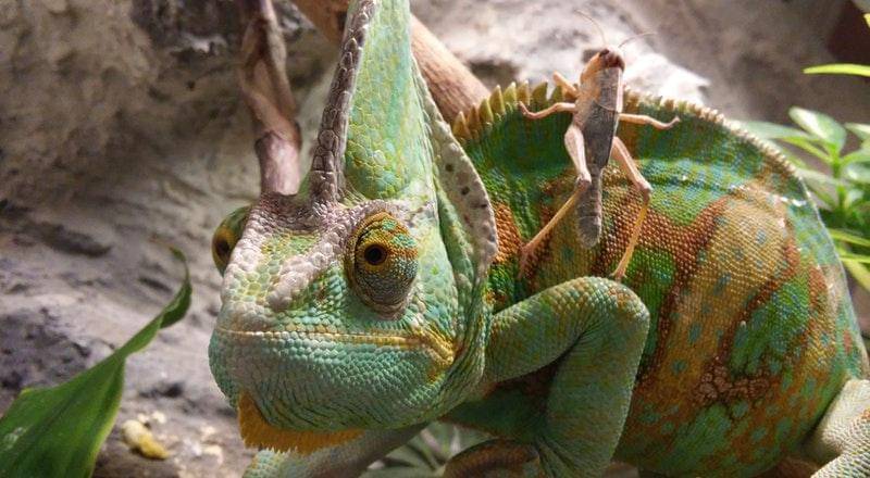 Pexels/László Virág