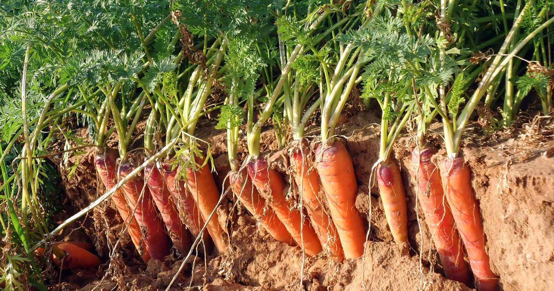 harvesttotable.com