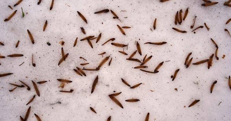 Unsplash/Wolfgang_hasselmann