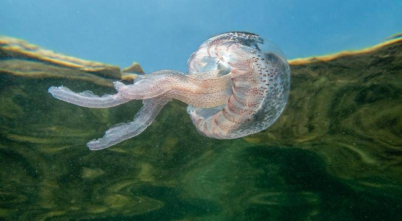 Pexels/Israel Fernández