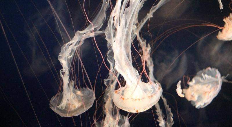 Pexels/Krysten Merriman