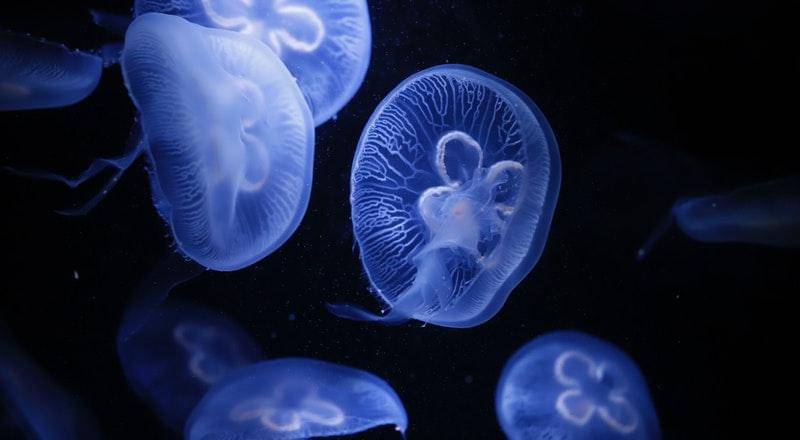 Pexels/Martin Hacksteiner