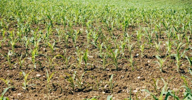 Unsplash/Markuswinkler