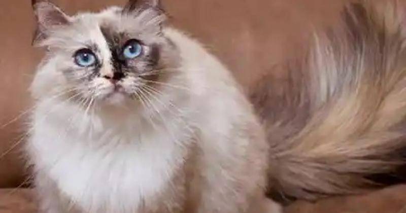 Yourcat.co.uk