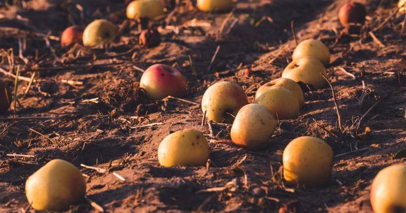 Pexels/Dariusz Grosa