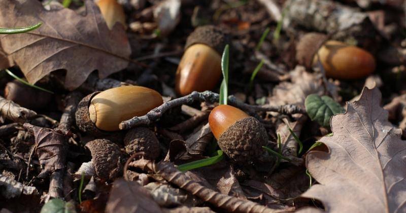 Pexels/Zura Narimanishvili