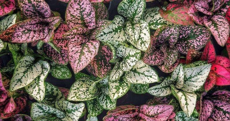 Pexels/Clickkkbyheart-937792