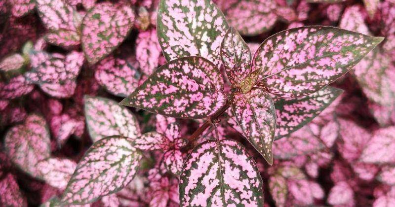 Pexels/Katshe-1513903