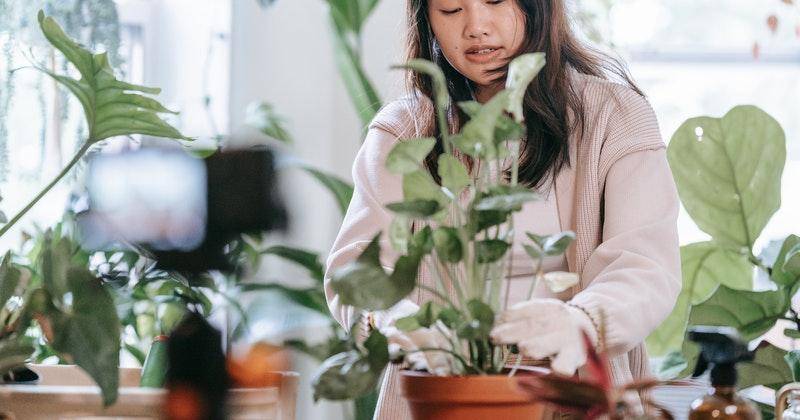 6 Tips Mudah Merawat Tanaman saat Musim Hujan