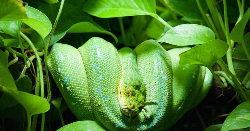 Pexels/Zdenek Rosenthaler