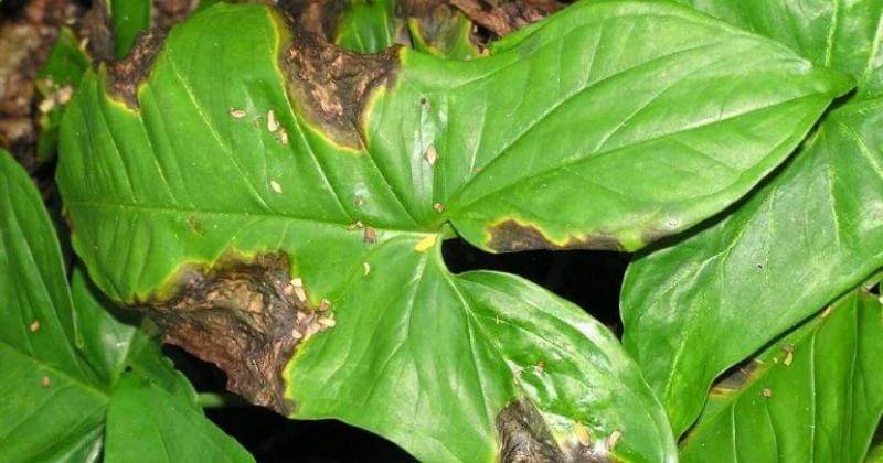 Smartgardenguide.com