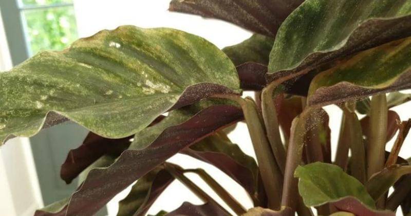 Smartgardenguide.com