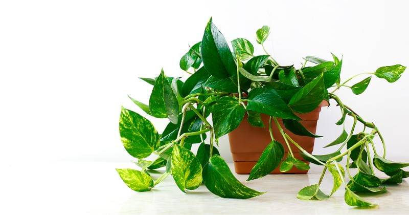 Freepik/azerbaijan-stockers