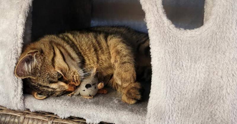 Unsplash/Bärbel Kobus