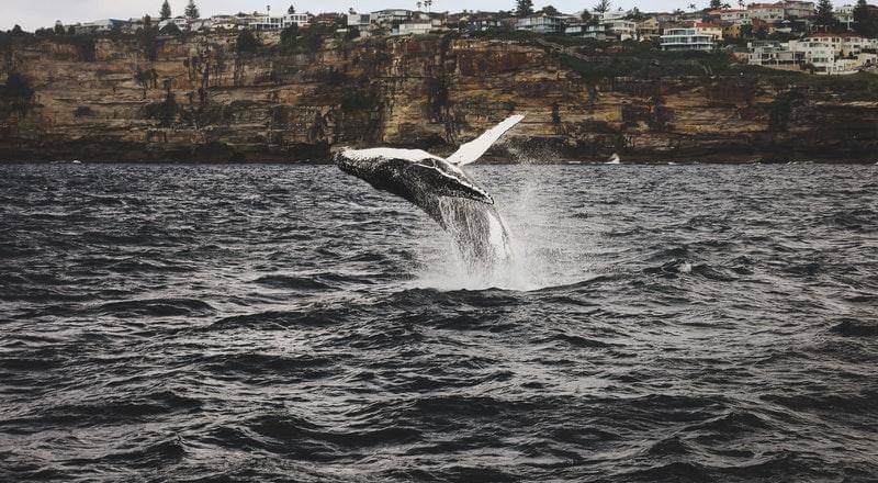 Pexels/Hector Estrada