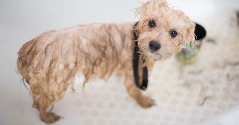 Pexels/Benjamin Lehman