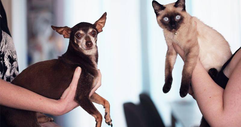 Pexels/Sharon McCutcheon