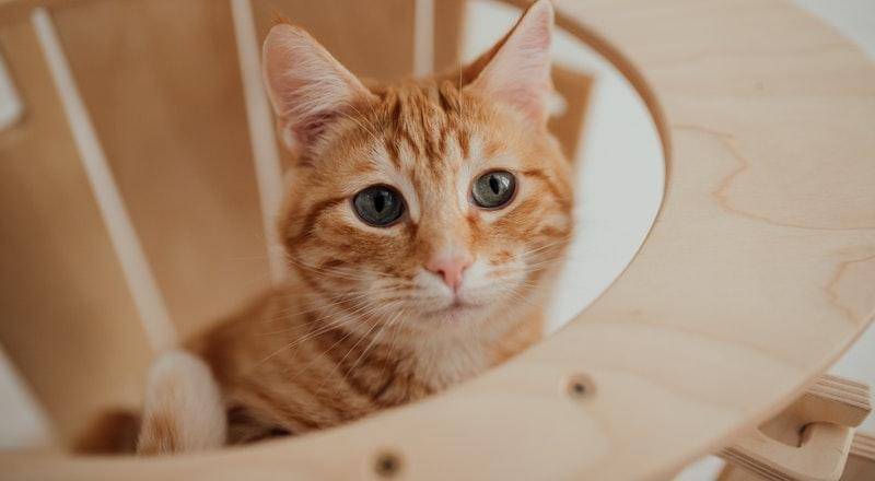 Pexels/Arina Krasnikva