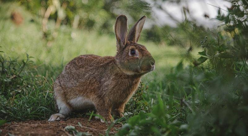 Pexels/Denniz Futalan