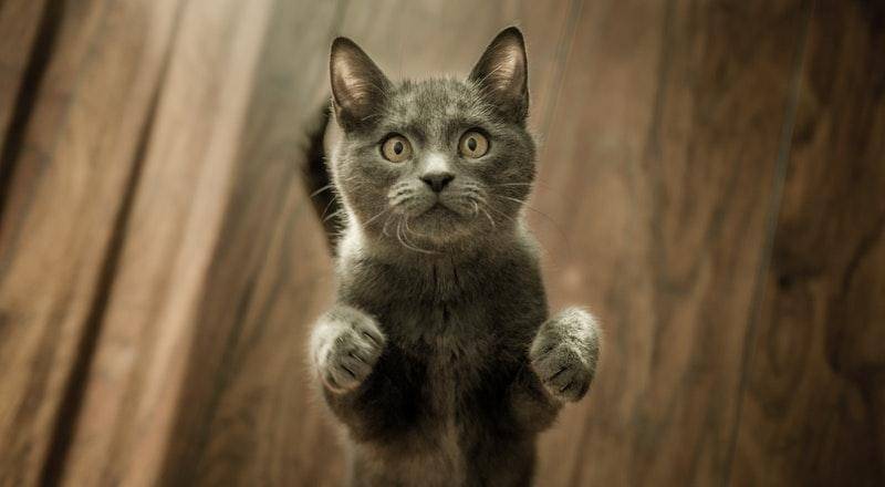 Pexels/Marko Blazevic