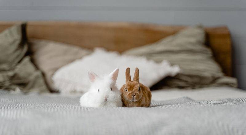 Pexels/Tima Miroshnichenko