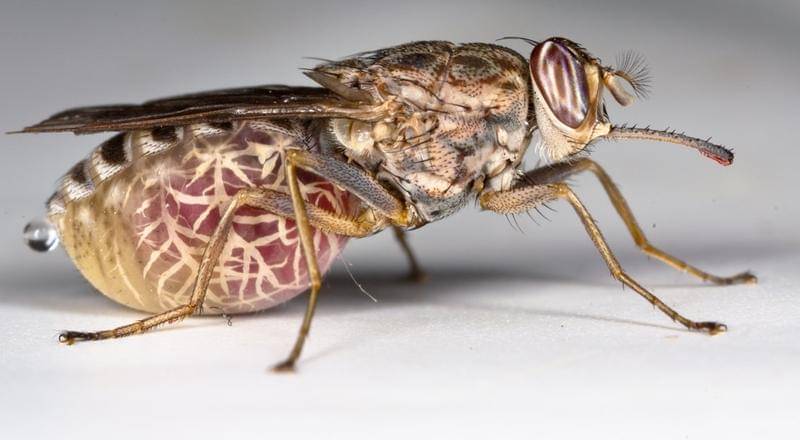 Flickr/Oregon State University