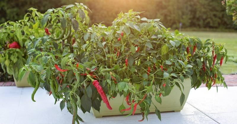 Pixabay/Jill Wellington