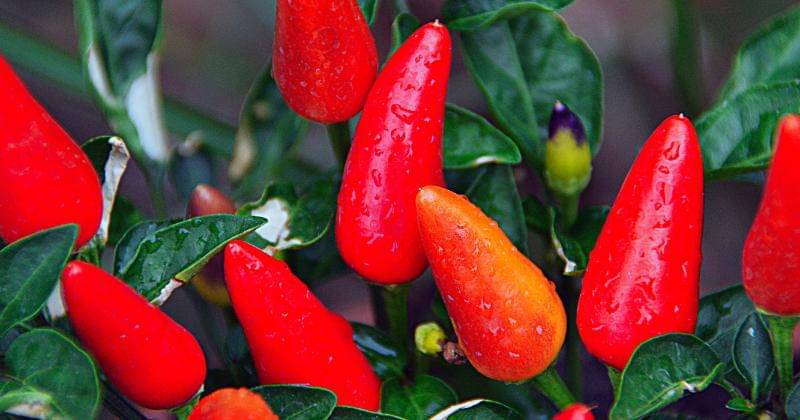 Pixabay/Gábor Adonyi