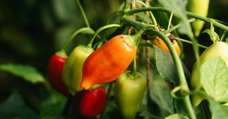 Unsplash/Jeppe Vadgaard