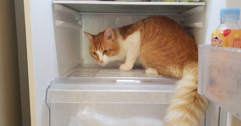 Twitter.com/Bloop_icaak