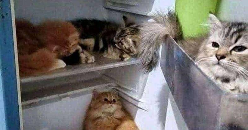 Twitter.com/Twitkocheng