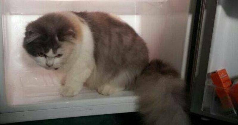 Twitter.com/Vcarollina_