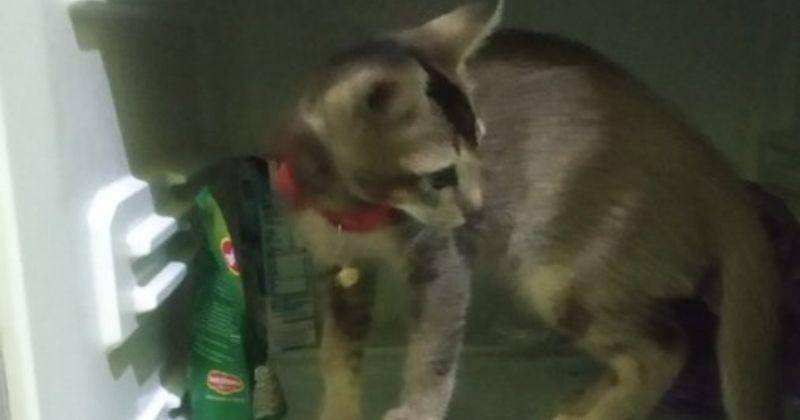 Twitter.com/Unathecat_