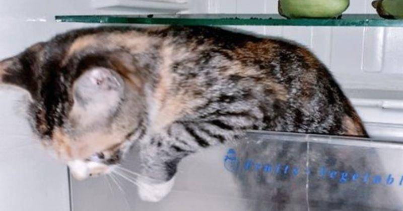 Twitter.com/Z0n_eilu